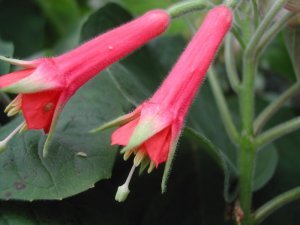 speciosa