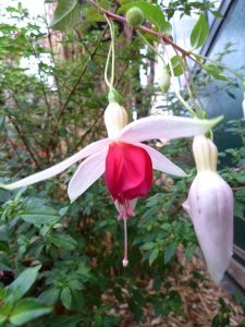 t.i.s._herentalis