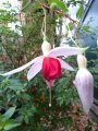 t.i.s._herentalis