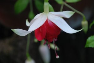veenlust