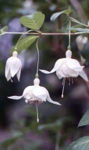 white_king