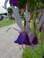 windhapper
