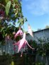 zeeuwse_parel